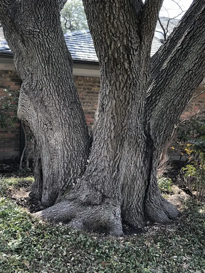 Mature heritage tree close to a Mohall property cared for by certified arborists